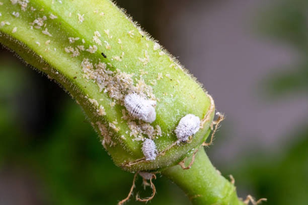 Okro plants affected by whiteflies