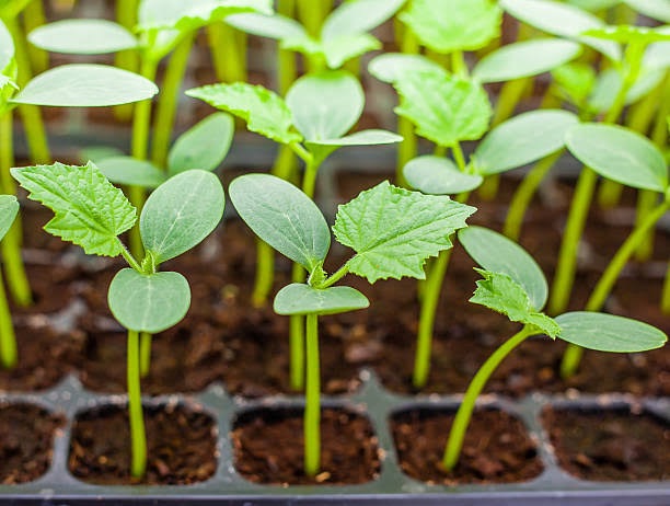 Seedlings in the nursery tray