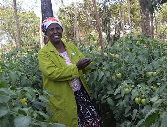 A woman smiling while working in her open field tomato farm