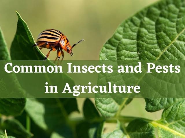 Common insects and pests in agriculture.