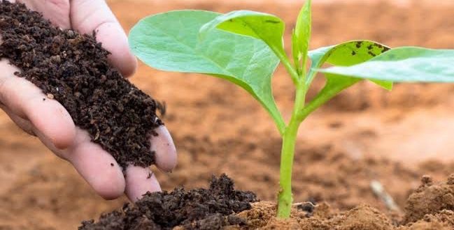 A farmer’s hand applying organic compost near a healthy young green plant in fertile soil.