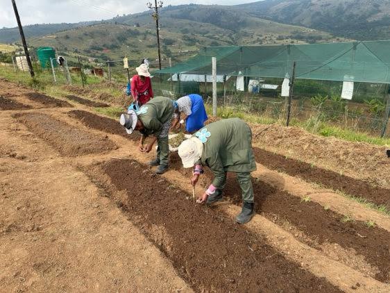 Farmers double-tilling and preparing soil beds on a rural farm with lush hills and greenhouses in the background.