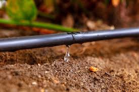 Drip irrigation system releasing water into the soil for horticulture farming.