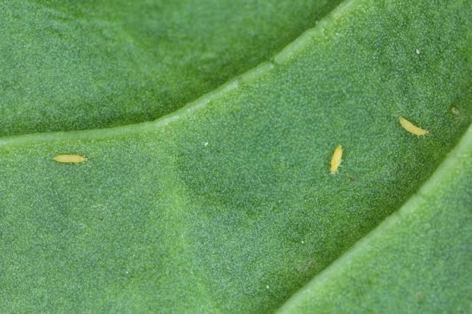 Close-up view of thrips on a green leaf surface.