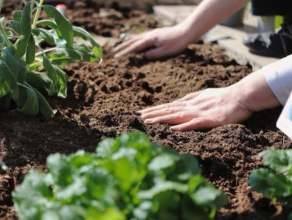 Hands tending to soil with green plants in the foreground, demonstrating sustainable soil management practices.