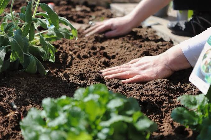 Hands tending to soil with green plants in the foreground, demonstrating sustainable soil management practices.