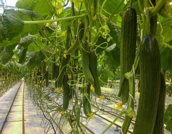 Rows of healthy, long cucumbers hanging from trellised vines in a well-lit greenhouse environment, surrounded by lush green leaves.