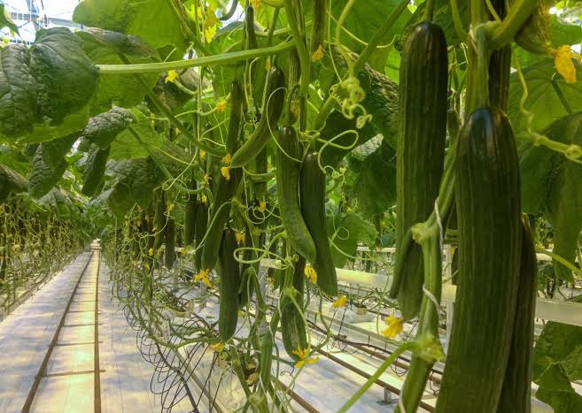 Rows of healthy, long cucumbers hanging from trellised vines in a well-lit greenhouse environment, surrounded by lush green leaves.