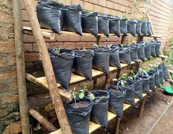 Multiple sacks filled with soil and seedlings arranged neatly on a tiered wooden rack against a brick wall.