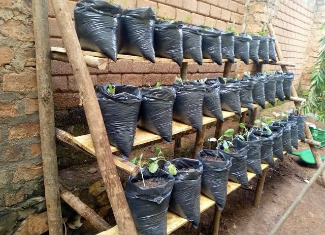 Multiple sacks filled with soil and seedlings arranged neatly on a tiered wooden rack against a brick wall.